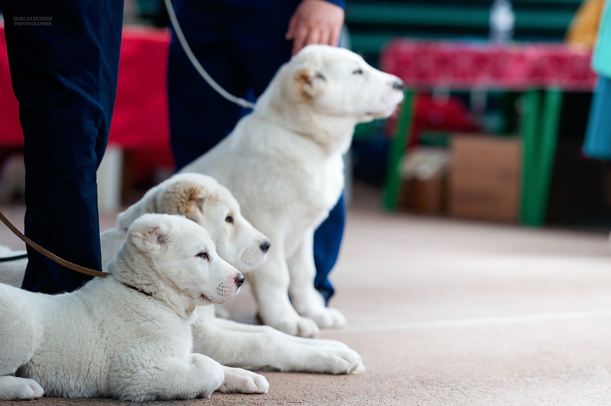 Another series of reportage photographs from dog shows held in the South of Russia - enjoy viewing and good mood))) - My, Dog, Dogs and people, Dog lovers, Dog days, Dog show, Animalistics, Longpost