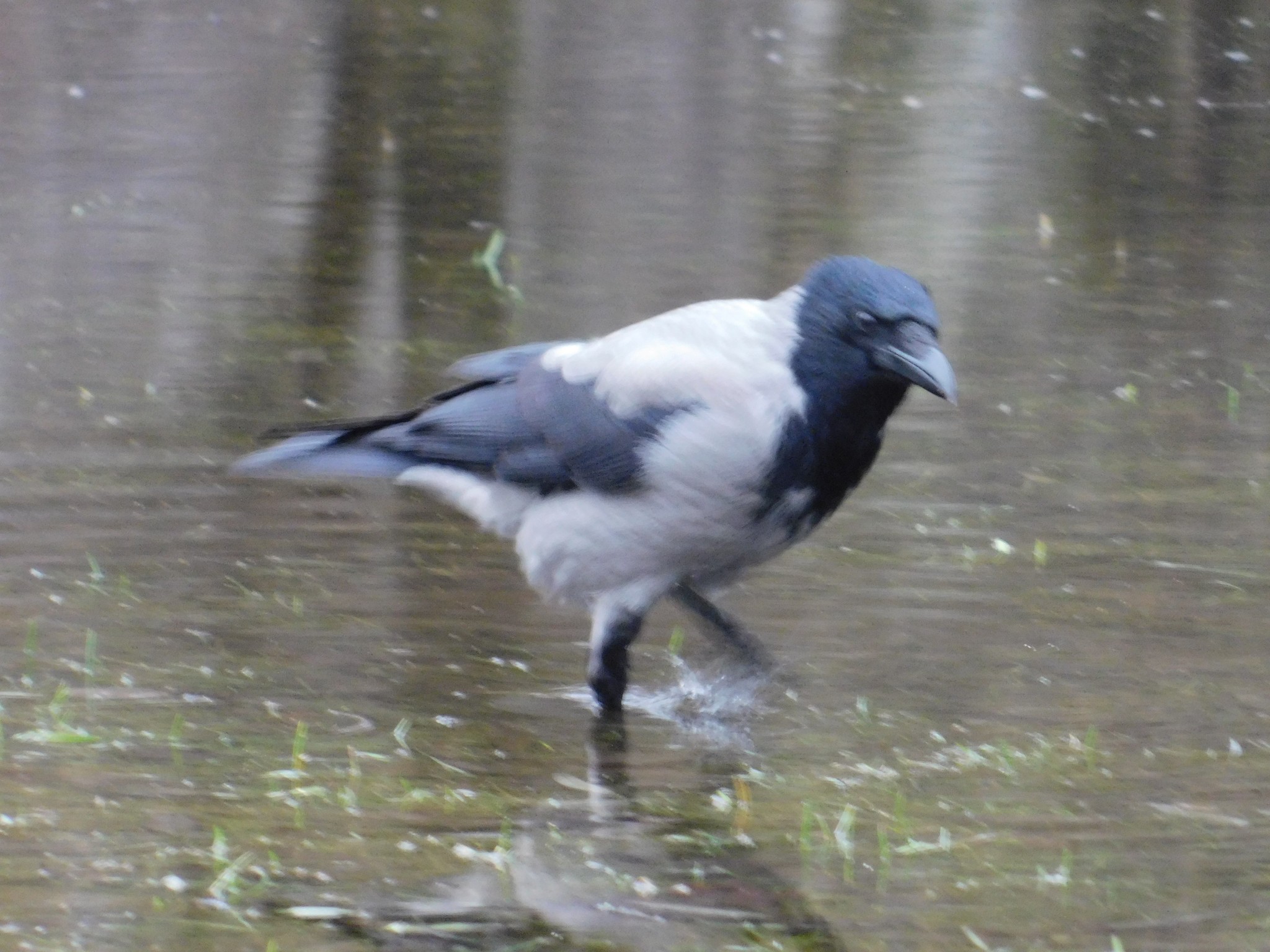 Gray crow in Udelny Park. 01/13/2020 - My, Grey Crow, Birds, Bird watching, Specific Park, Saint Petersburg, Ornithology, Video, Longpost, Crow