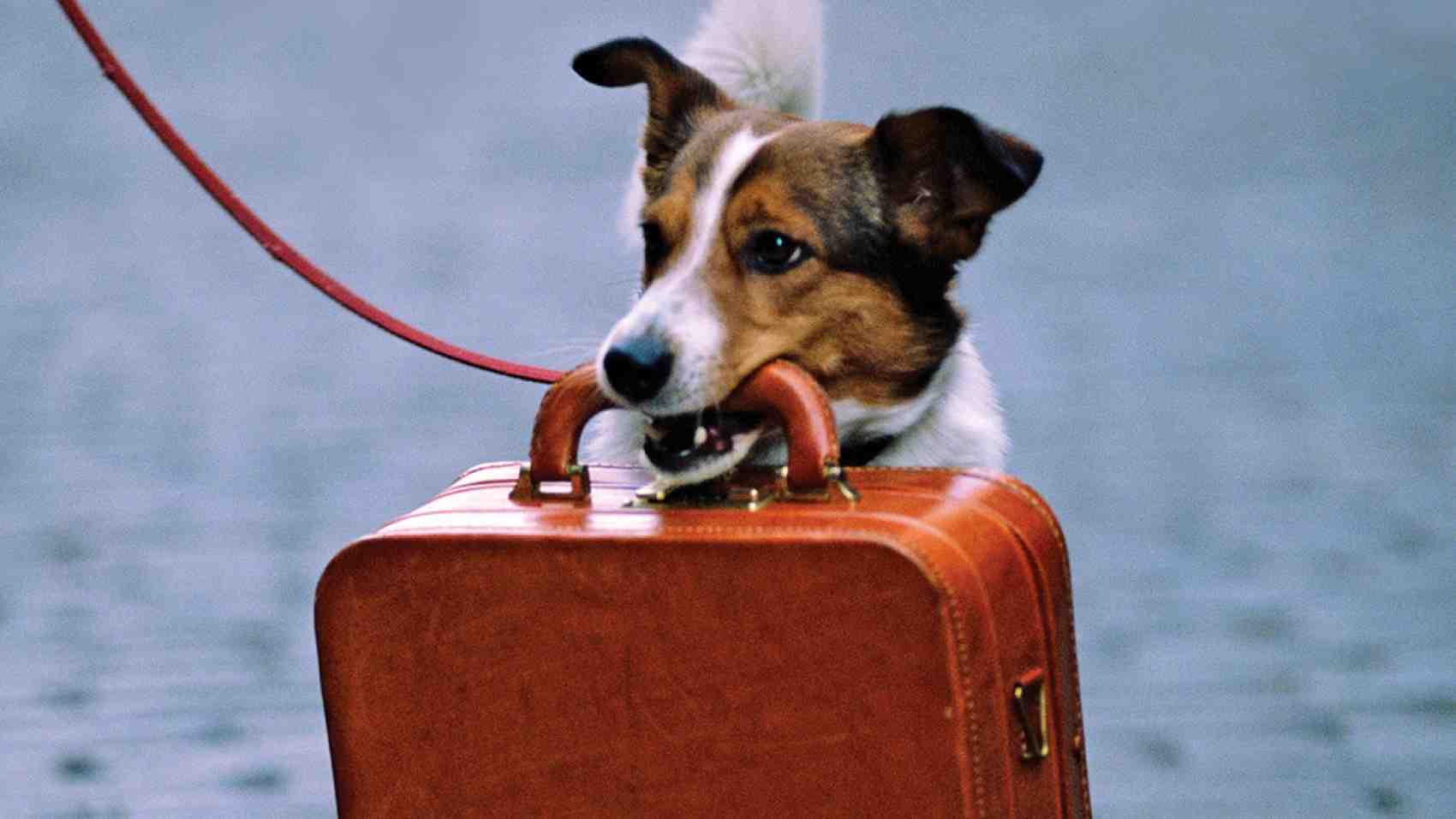 How much does a vacation with a dog cost? - Pets, Vacation, Longpost