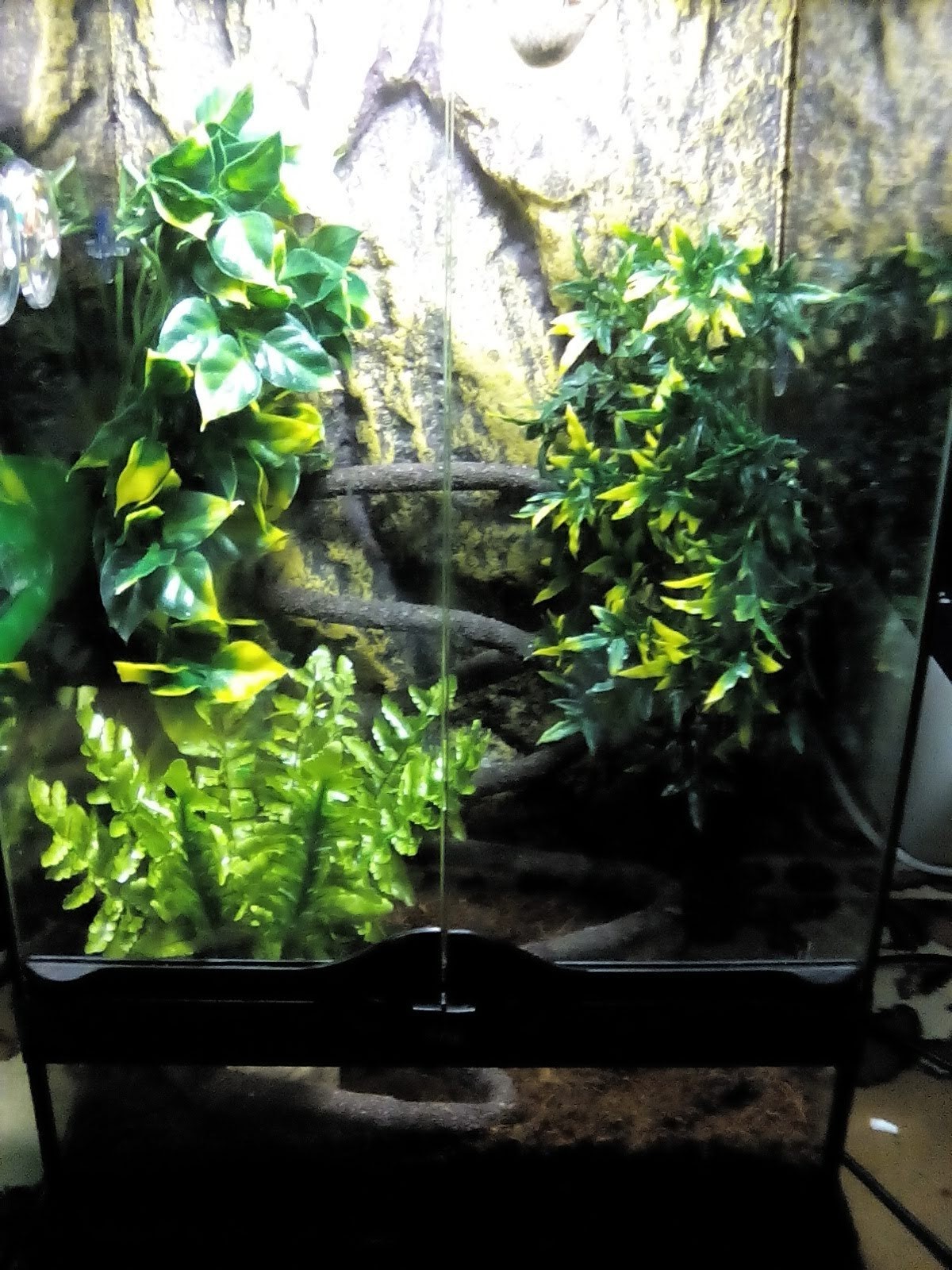 Chameleon in the house - My, Pets, Chameleon, Longpost