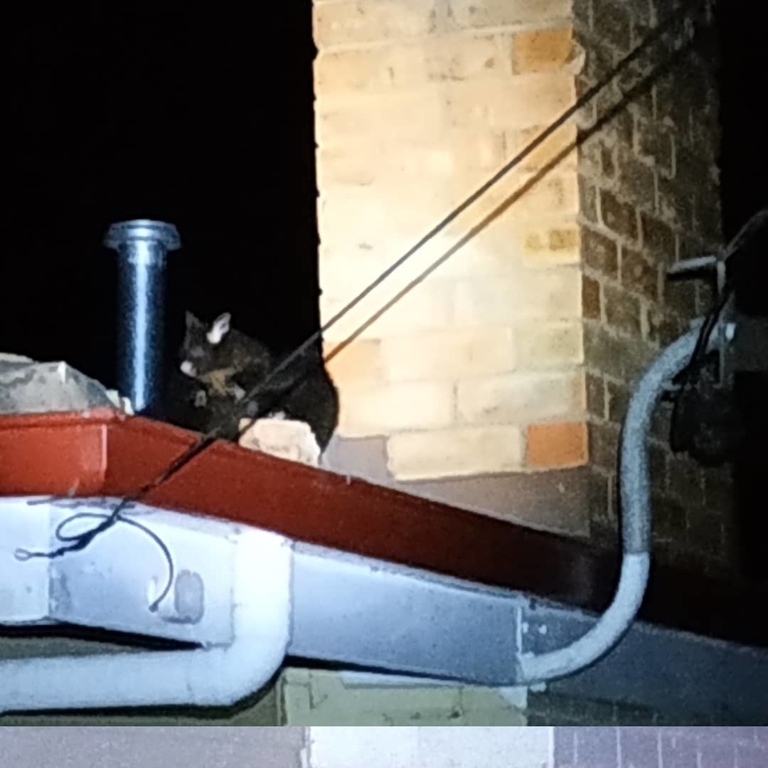 Possums on the roof - My, Australia, Tasmania, Possum, Roof, Longpost