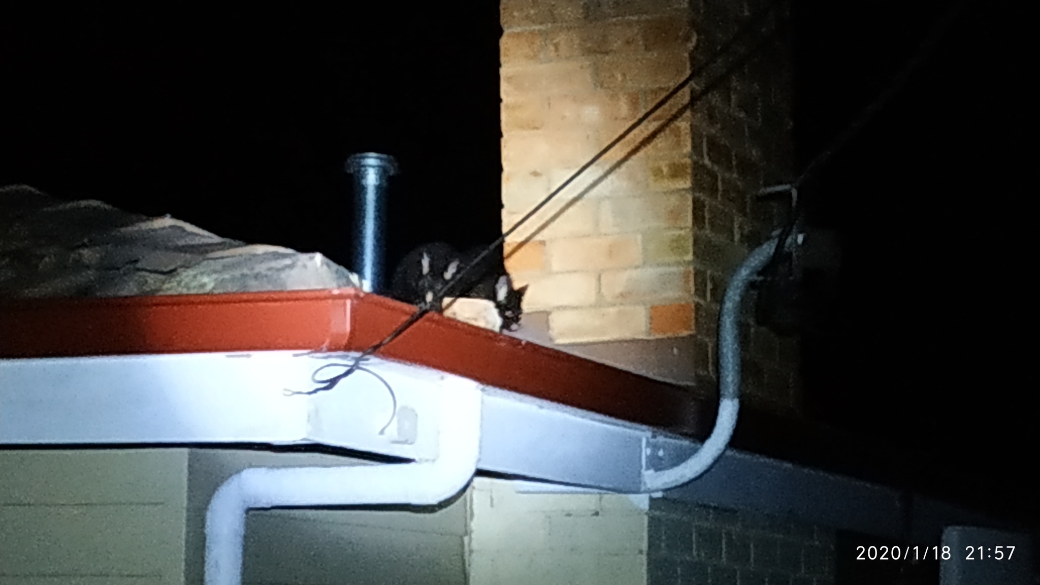 Possums on the roof - My, Australia, Tasmania, Possum, Roof, Longpost