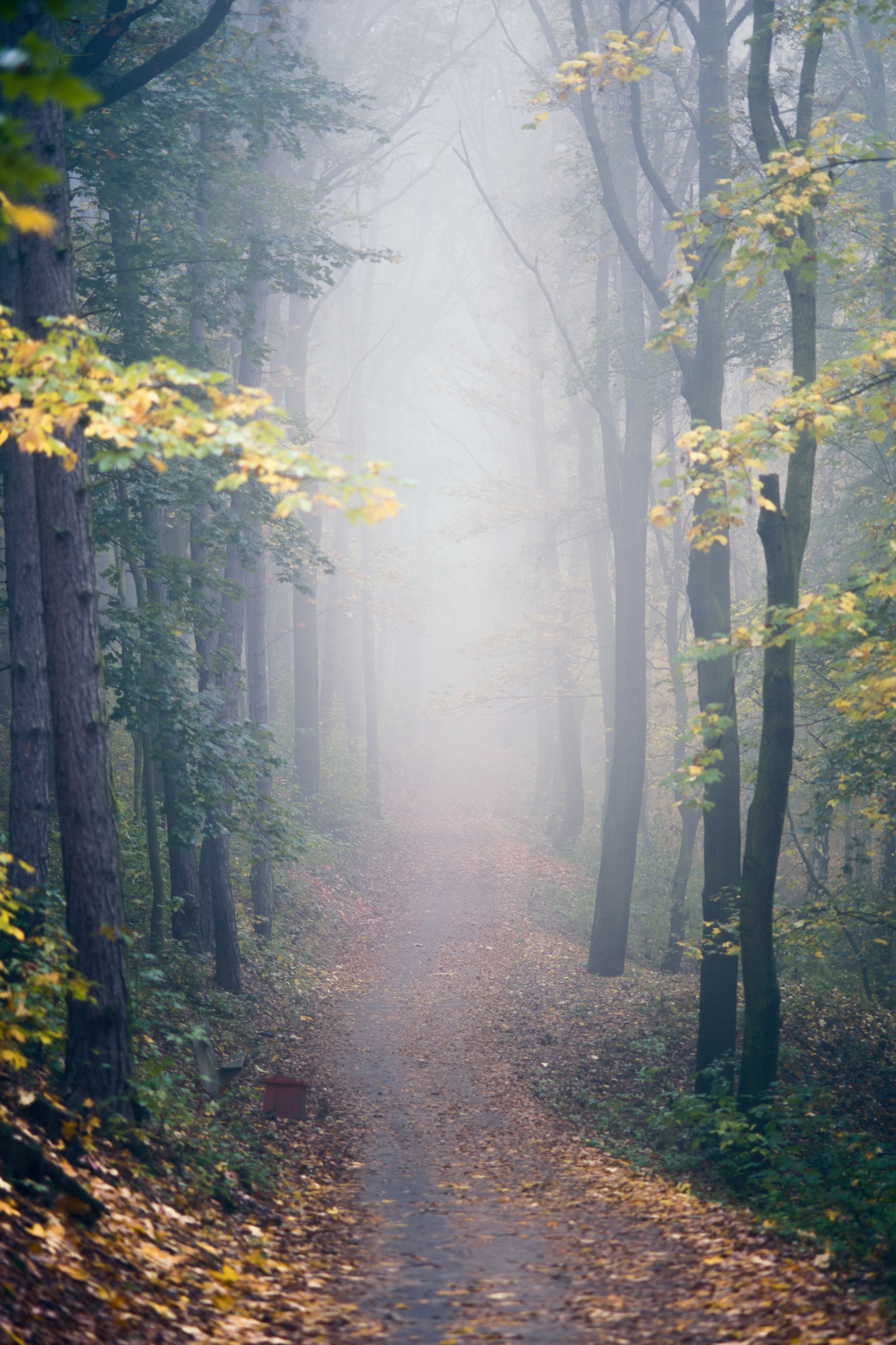 Roads running into the distance. I can't take my eyes off them - My, Prague, Fog, Nature, Forest, Landscape, Road, Atmospheric, Space, Longpost