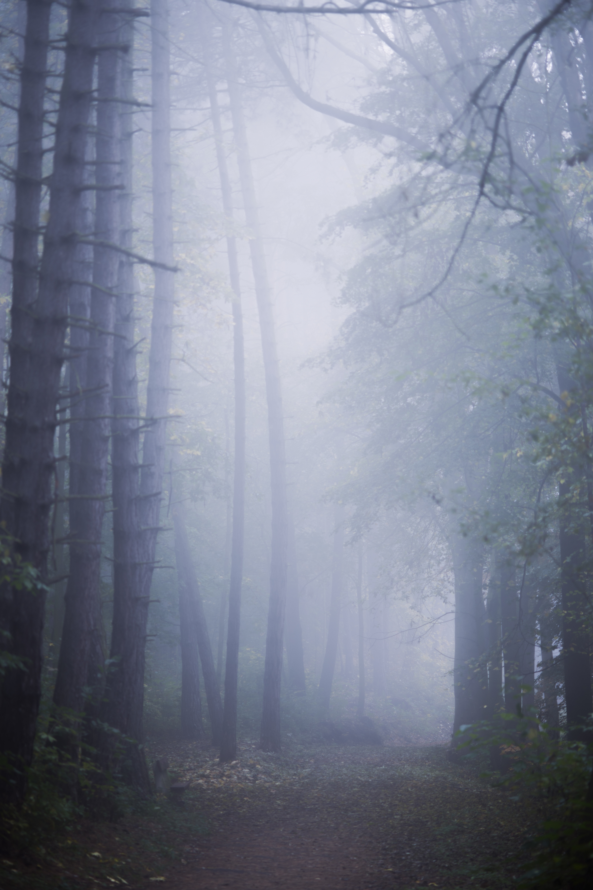 Roads running into the distance. I can't take my eyes off them - My, Prague, Fog, Nature, Forest, Landscape, Road, Atmospheric, Space, Longpost