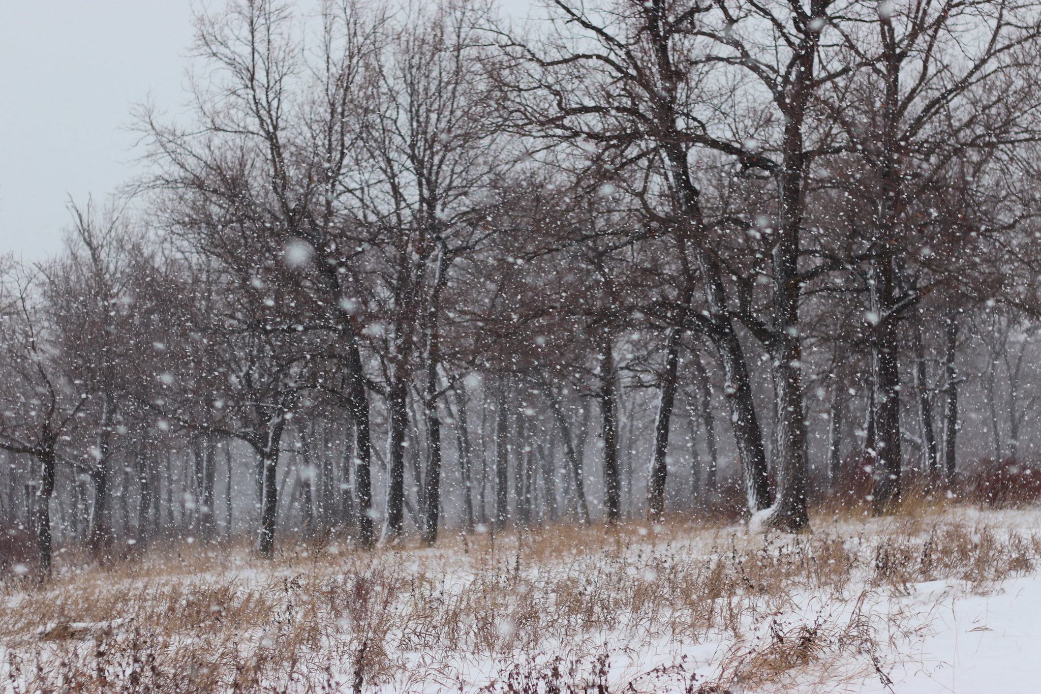 Snowfall on the embankment - My, The photo, Nature, Snow, Winter, Forest, Tolyatti