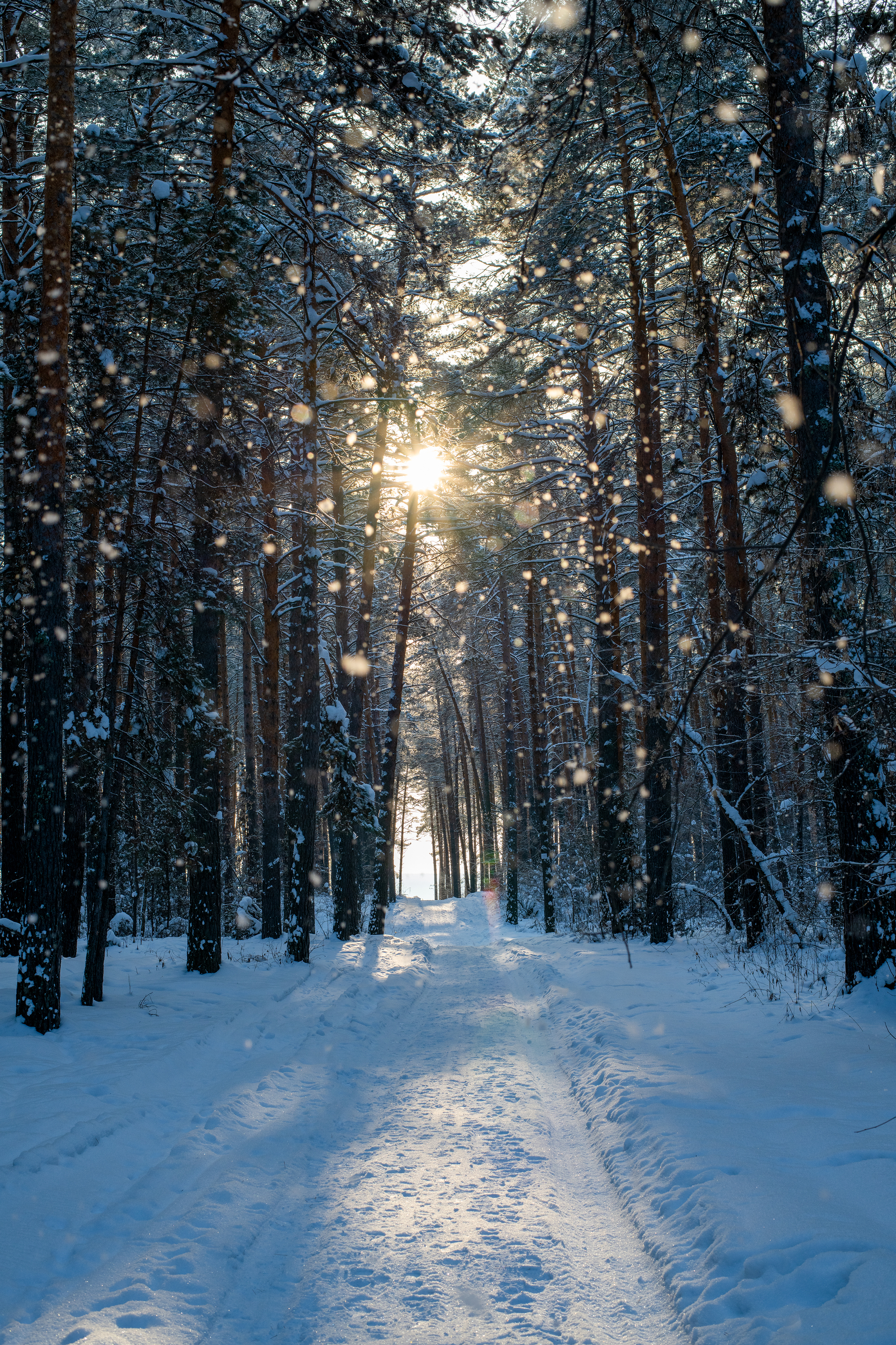 Trip to the Novosibirsk region - My, Forest, River, Track, Winter, Siberia, Novosibirsk region, Ordynskoye, Nikon d850, Longpost