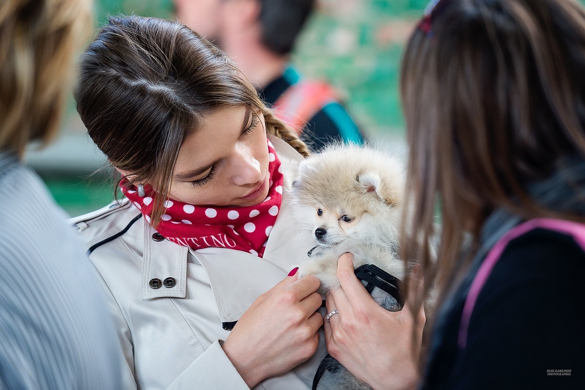 Another series of reportage photographs from dog shows held in the South of Russia - enjoy viewing and good mood))) - My, Dog, Dogs and people, Dog lovers, Dog days, Dog show, Animalistics, Longpost