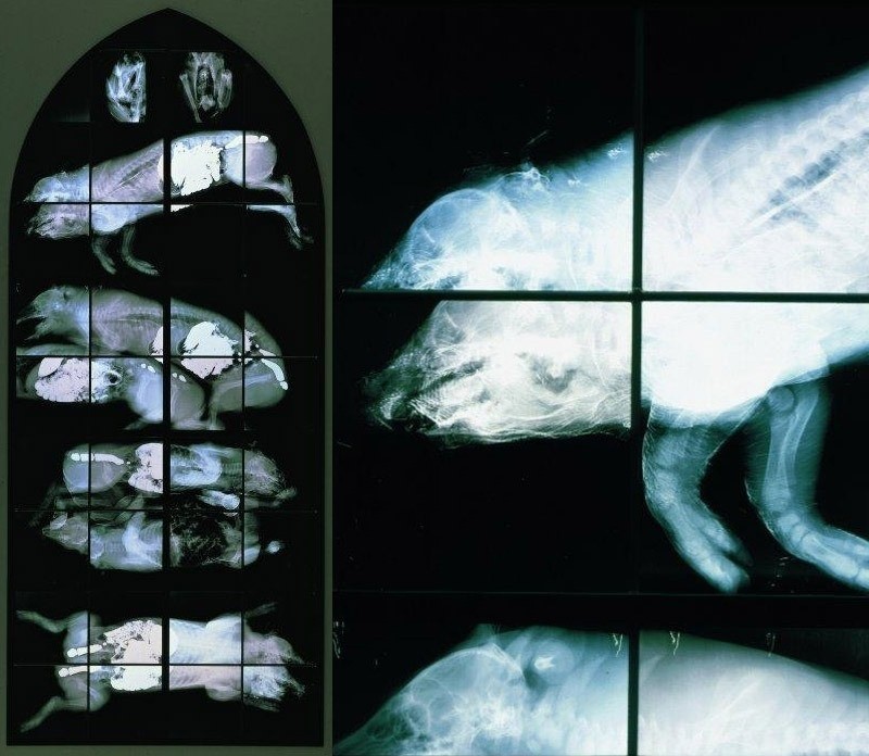 Stained glass from X-rays - X-ray, Stained glass, Longpost