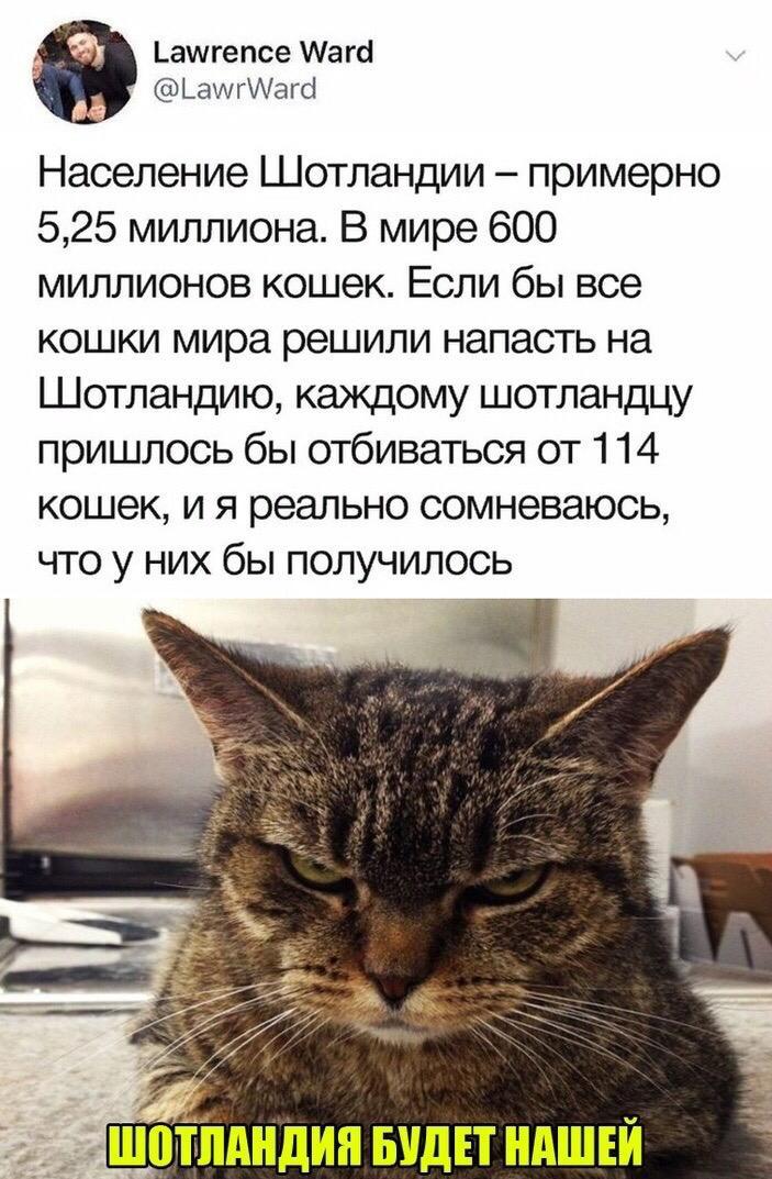 Шотландия будет нашей - Кот, Юмор, Шотландия