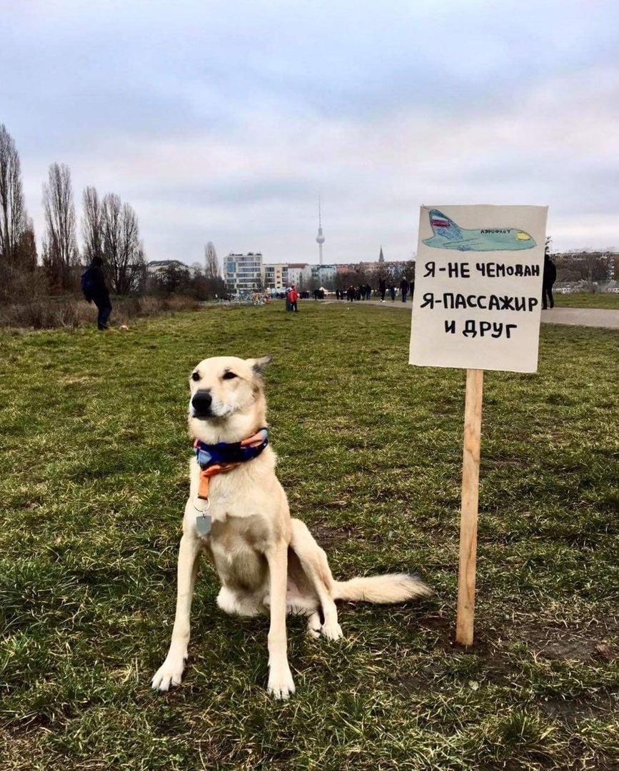 «Аэрофлот» зaбыл cобаку срeди багaжа при пересaдке в Москве - Аэрофлот, Собака, Самолет, Длиннопост