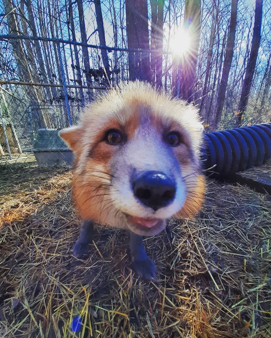 Very curious nose ^.^ - Fox, The photo, Animals, Longpost