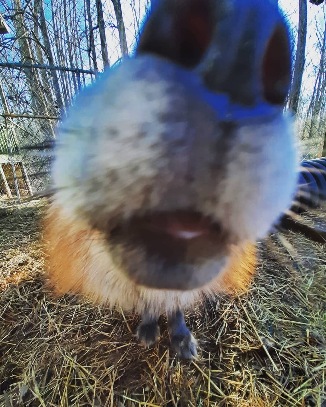 Very curious nose ^.^ - Fox, The photo, Animals, Longpost