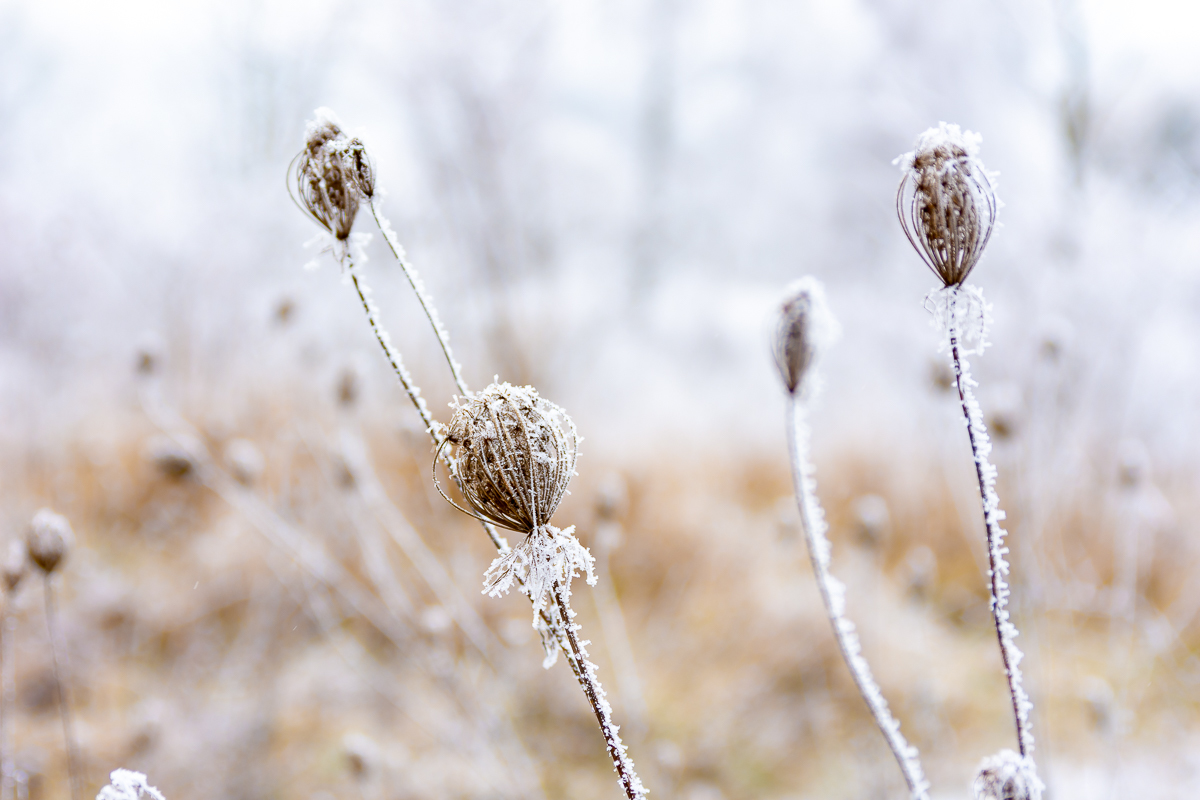 First snow - My, Nikon d7200, Poltava, Longpost