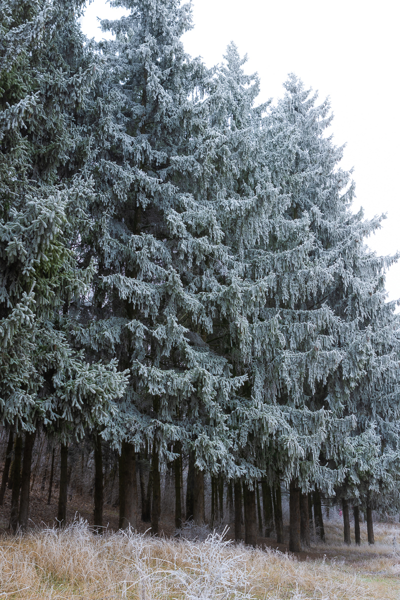 First snow - My, Nikon d7200, Poltava, Longpost