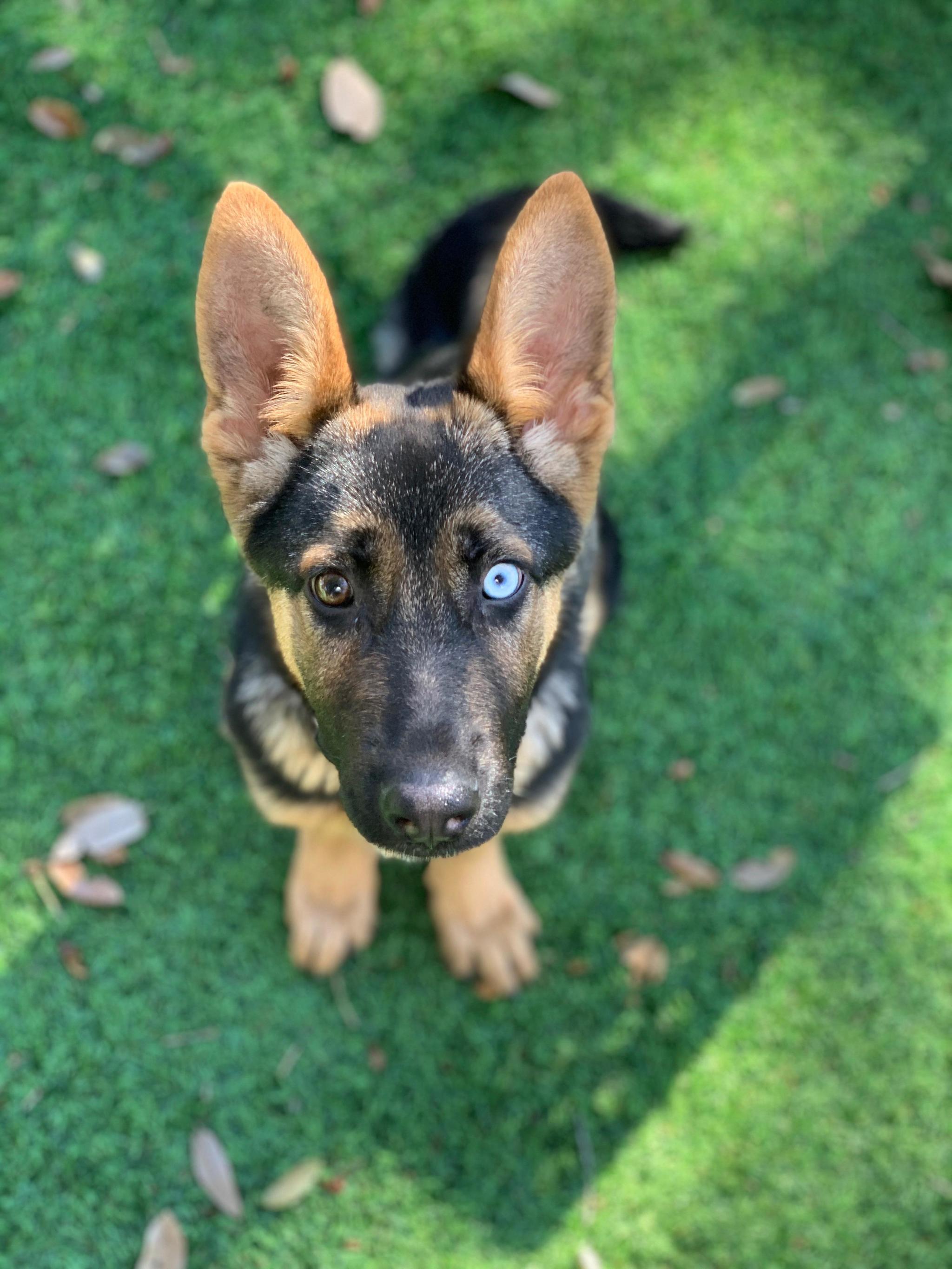 Овчарка с разными глазами