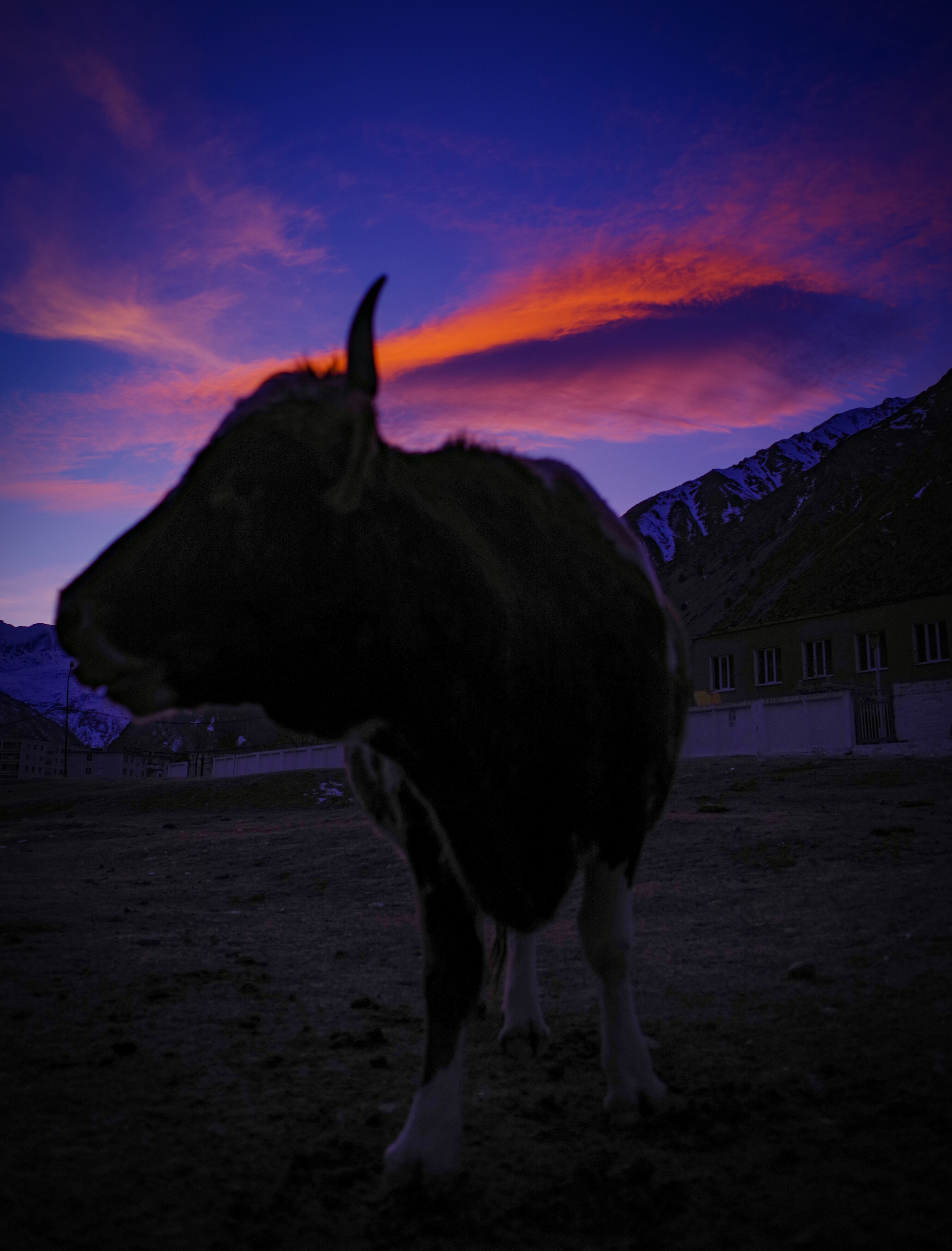 It was good grass - My, Cow, Sunset, The photo