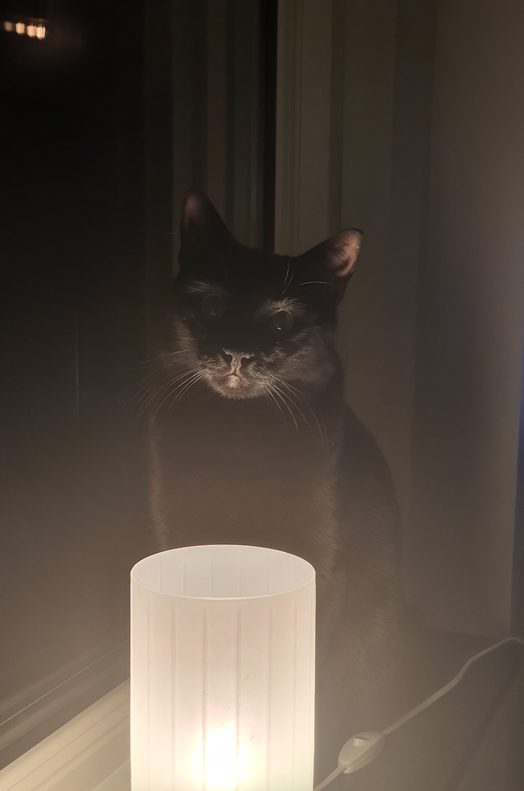 My cat lamp - My, cat, Лампа, The photo, Cat with lamp