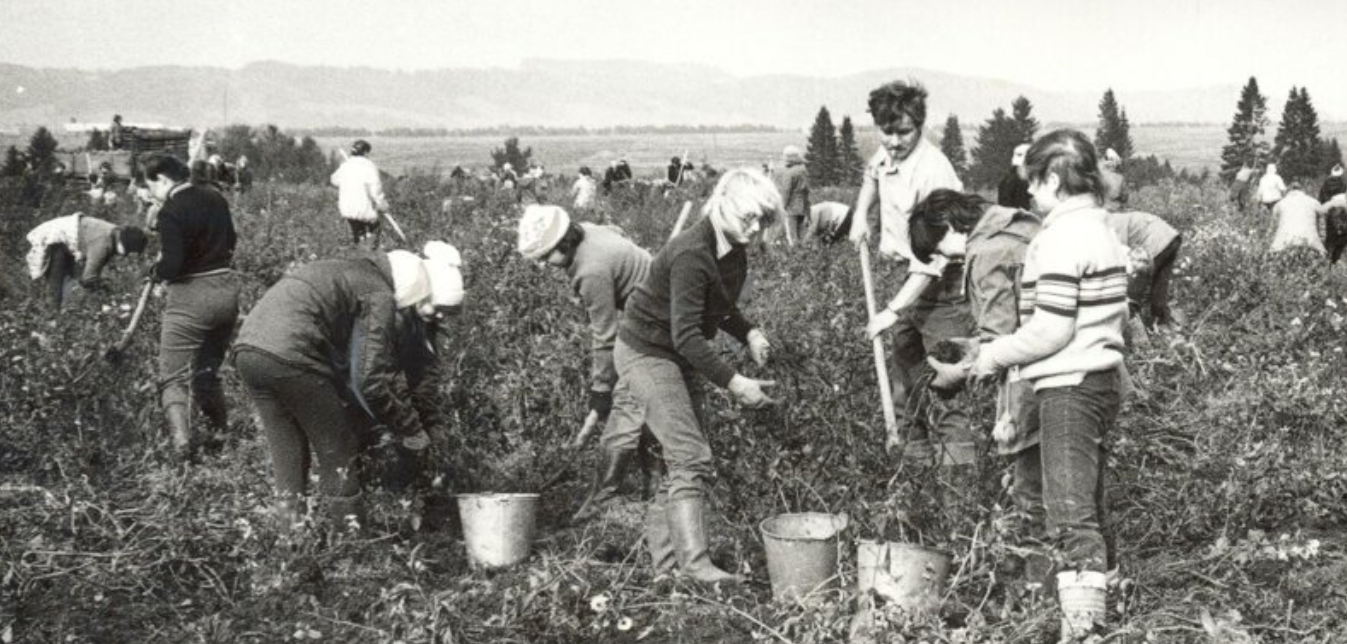 To the potatoes! - the USSR, Collective farm, Video, Longpost