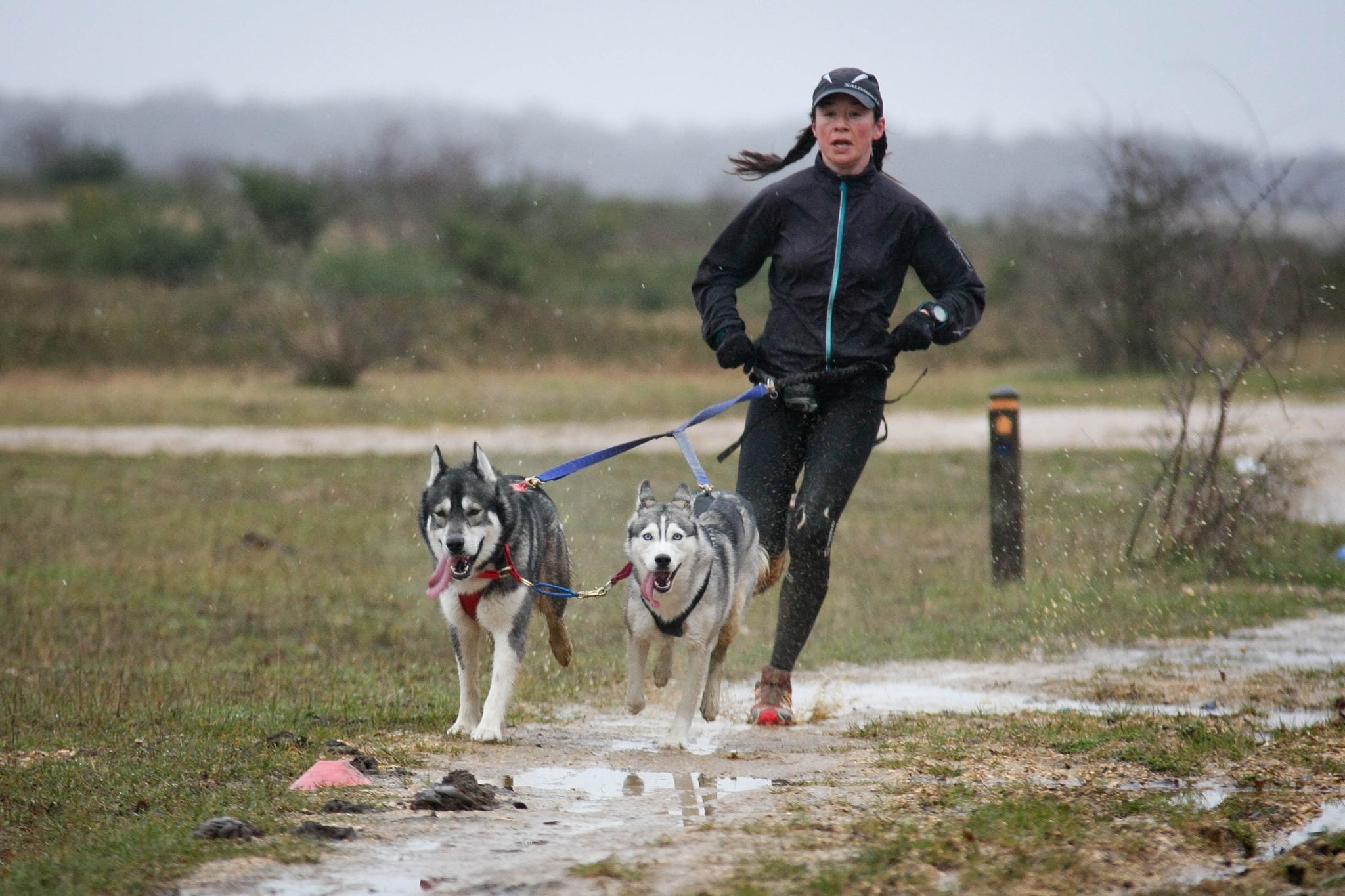 Sledding sport with a dog. Is everything as simple as it seems? - My, Dog, Alaskan Malamute, Riding sports, Sport, Cycling, Sled, Dog sled, Longpost