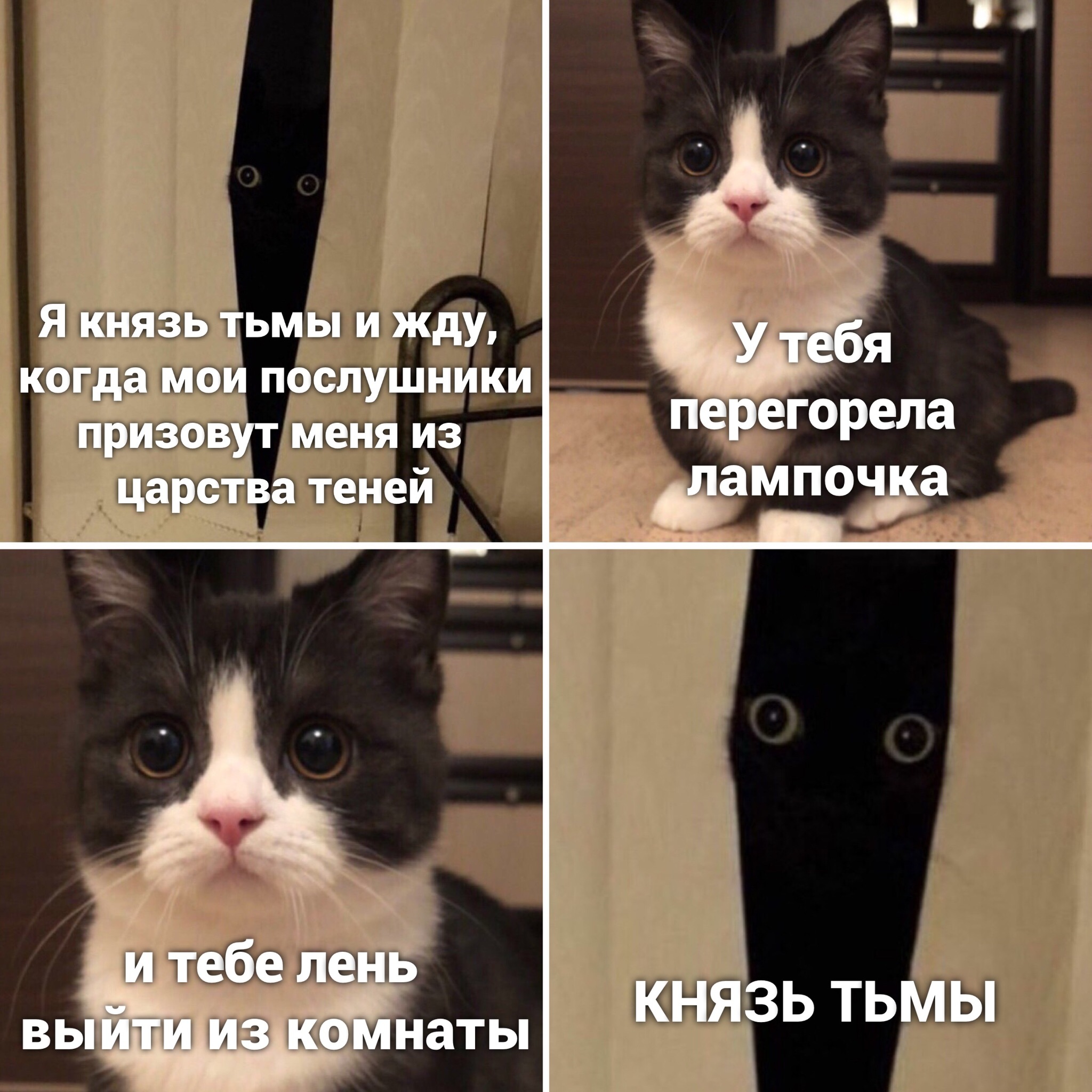 Мемы с котами картинки. Мемы с надписями. Мемы с котами и надписями. Смешные мемы с надписями. Мем коты с надписями.