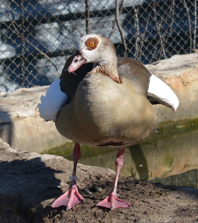 Zoo in Pridorozhny, part 4 - My, Birds, Zoo, Animals, Donetsk, The photo, Beginning photographer, Longpost