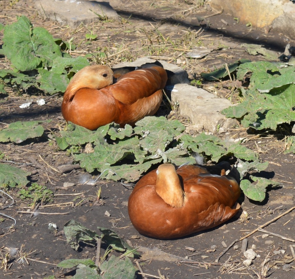 Zoo in Pridorozhny, part 4 - My, Birds, Zoo, Animals, Donetsk, The photo, Beginning photographer, Longpost