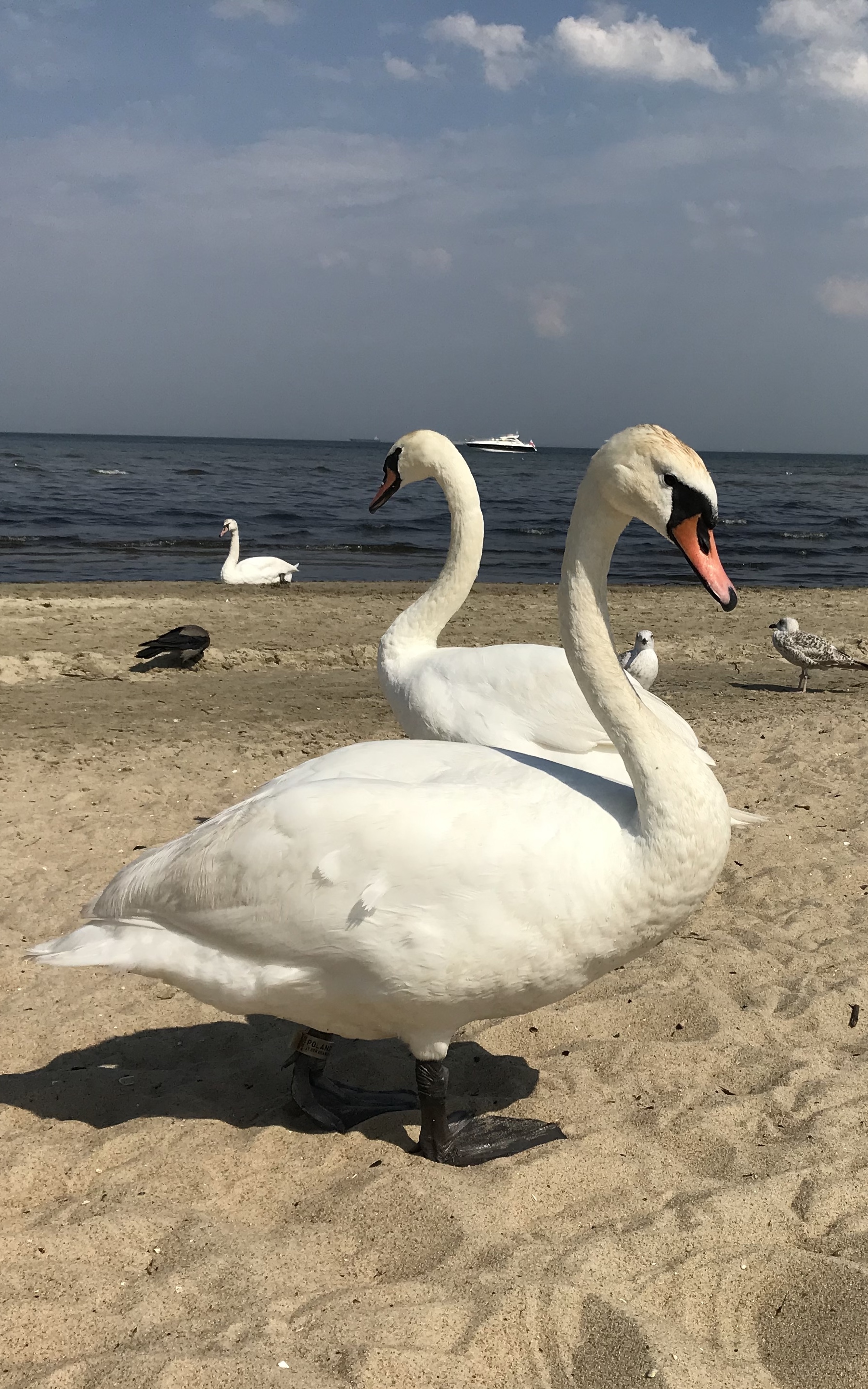 Now I would like to go to the sea... - My, Sea, Swans, The photo, Longpost