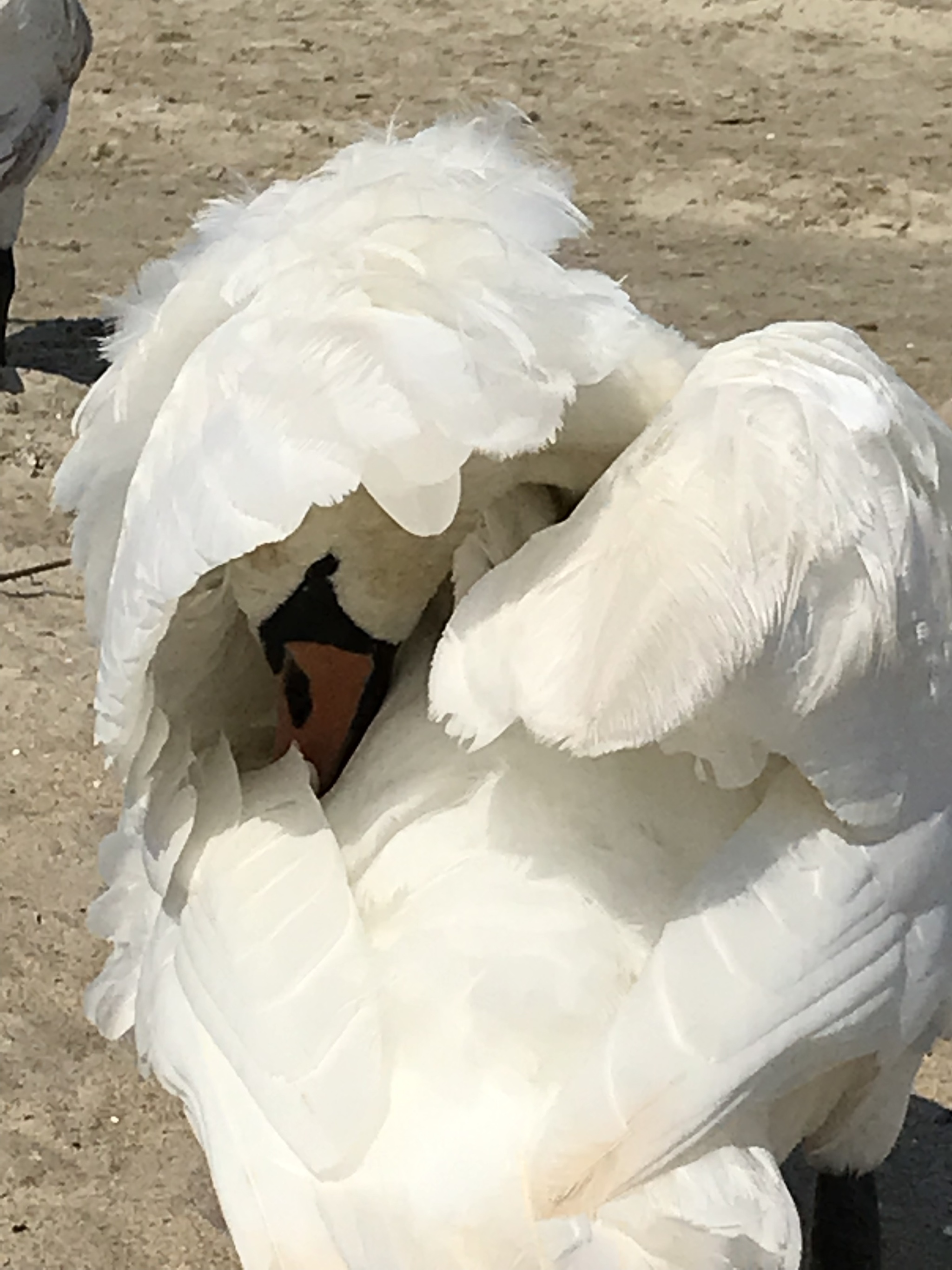 Now I would like to go to the sea... - My, Sea, Swans, The photo, Longpost