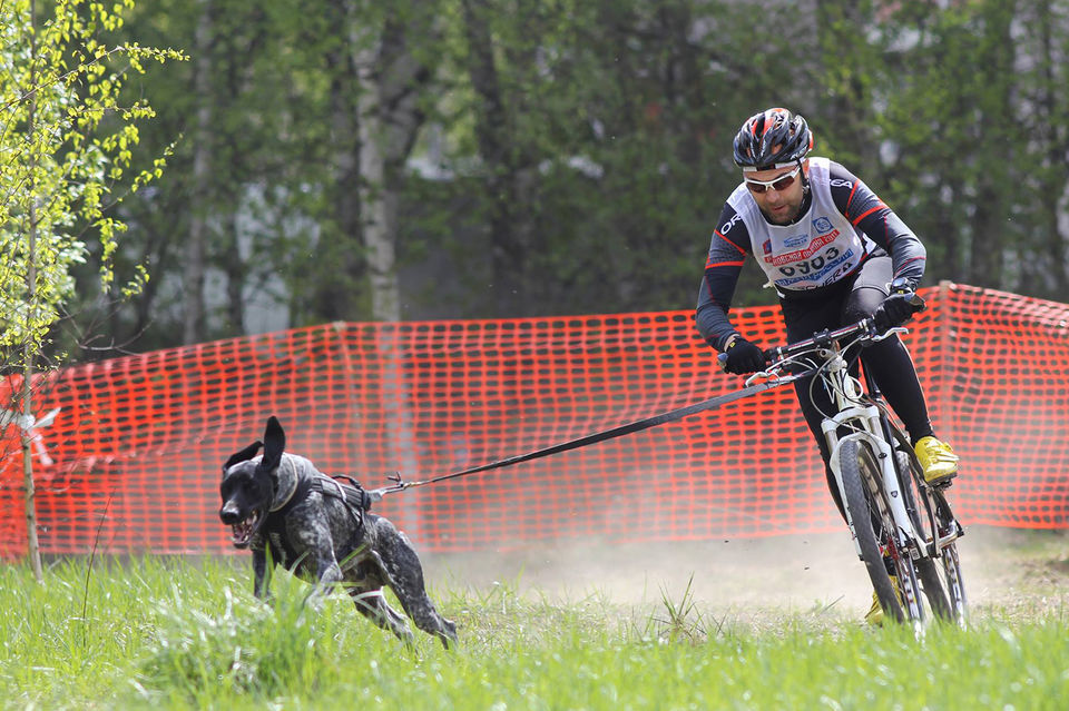 How to walk your dog correctly - My, Skijoring, Bikejoring, Walk in the woods, Dog, Milota, Longpost