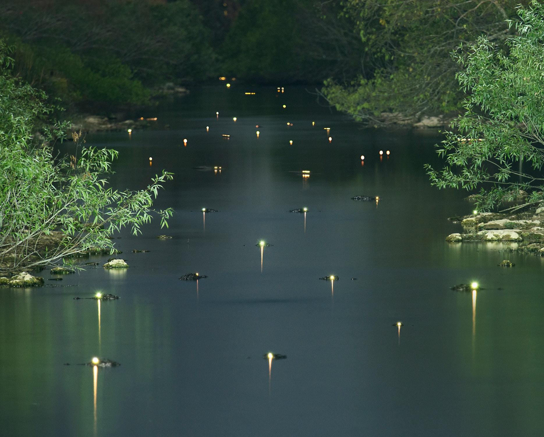 A picturesque river full of alligators - River, Alligator, Crocodiles, Kripota