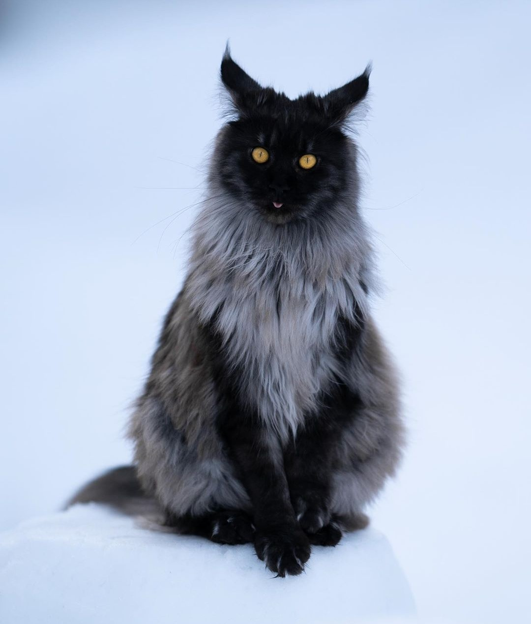 Well hello - cat, Maine Coon, Snow