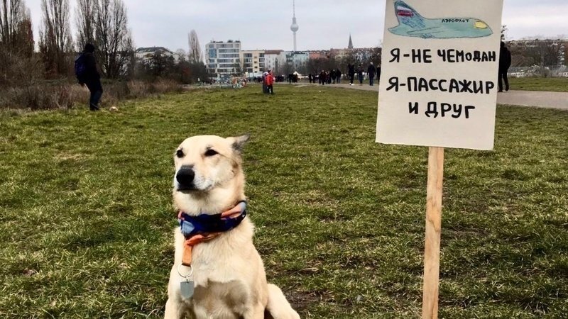 “My dog ??is not a suitcase!”: We demand that Aeroflot be humane when transporting animals - No rating, Animals, Negative, Silent movie, Aeroflot, A responsibility, Петиция, Longpost