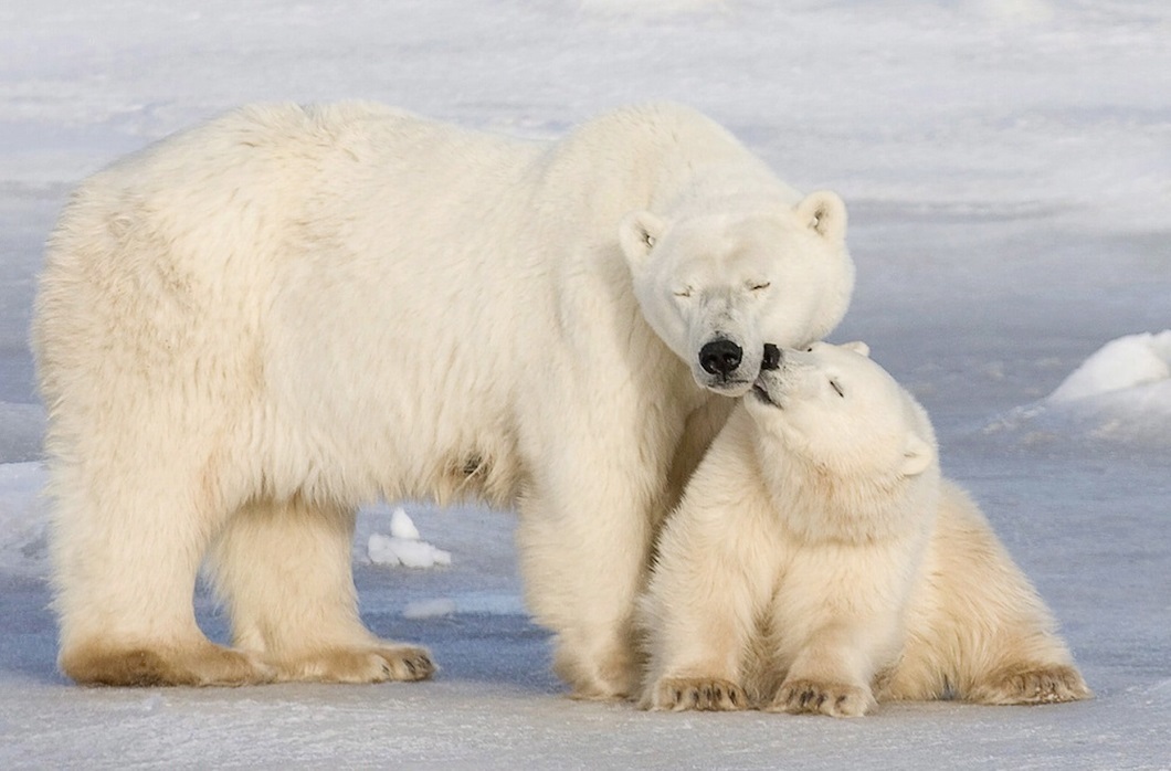 Ursa Major and Ursa Minor - The photo, The Bears, Polar bear, Young, Animals, Arctic