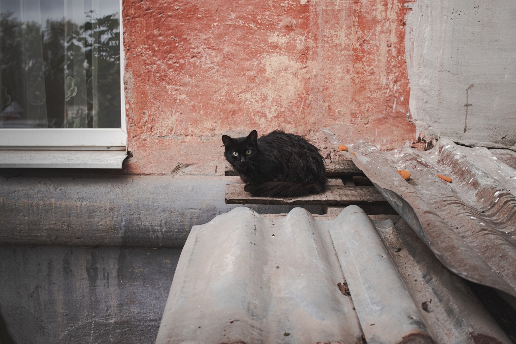 Residents of residential areas - Catomafia, cat, The street, Courtyard, Longpost