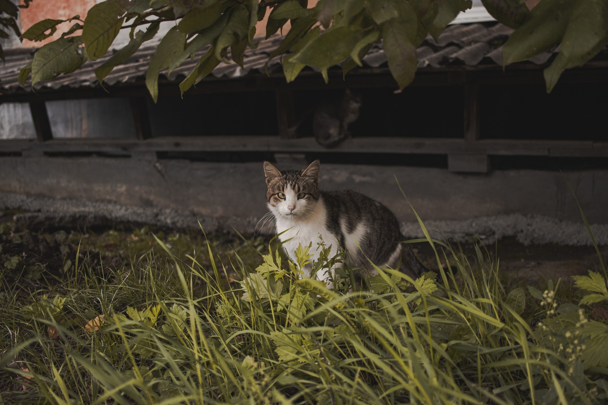 Residents of residential areas - Catomafia, cat, The street, Courtyard, Longpost