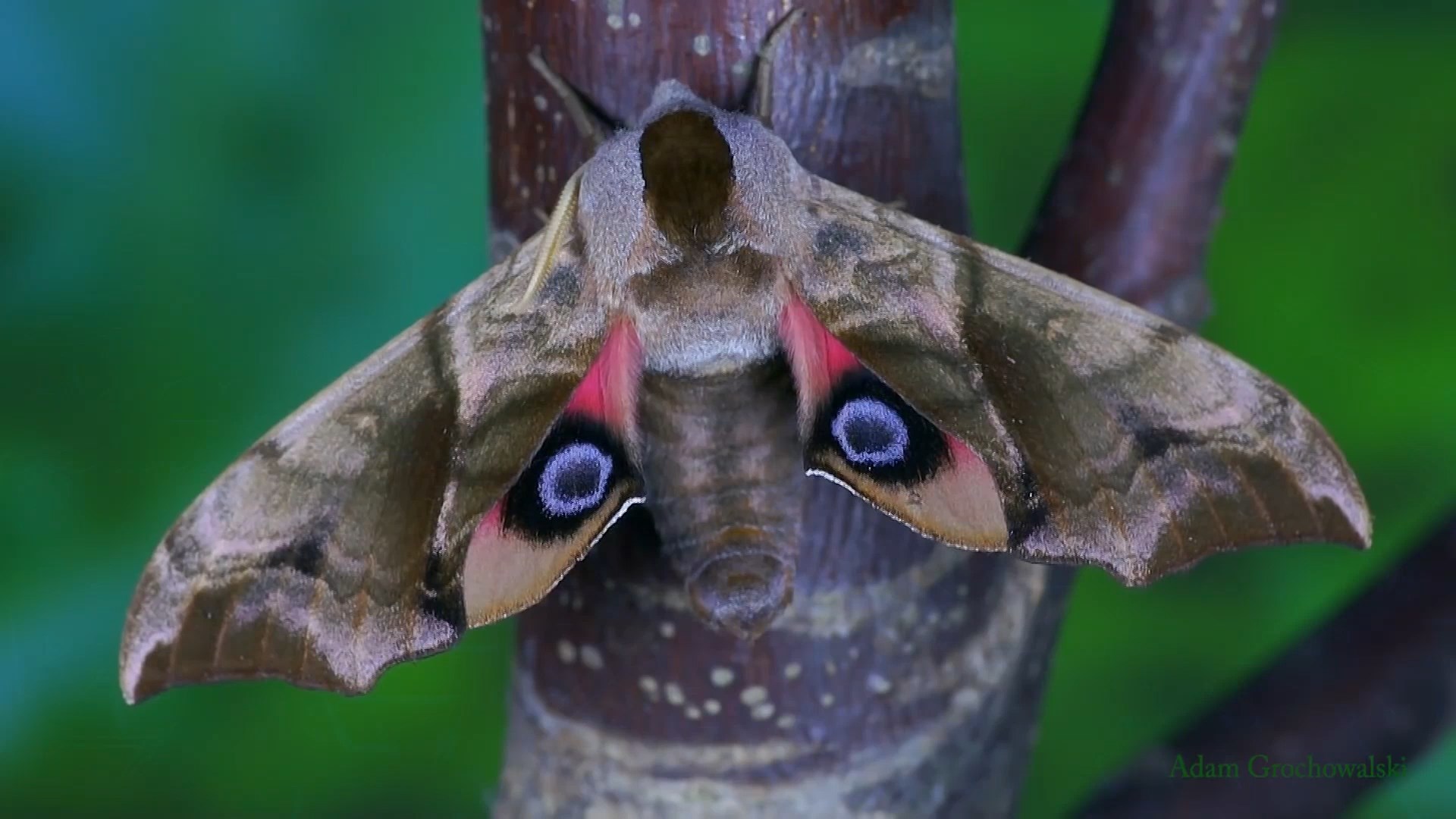 Глазчатый Бражник бабочка