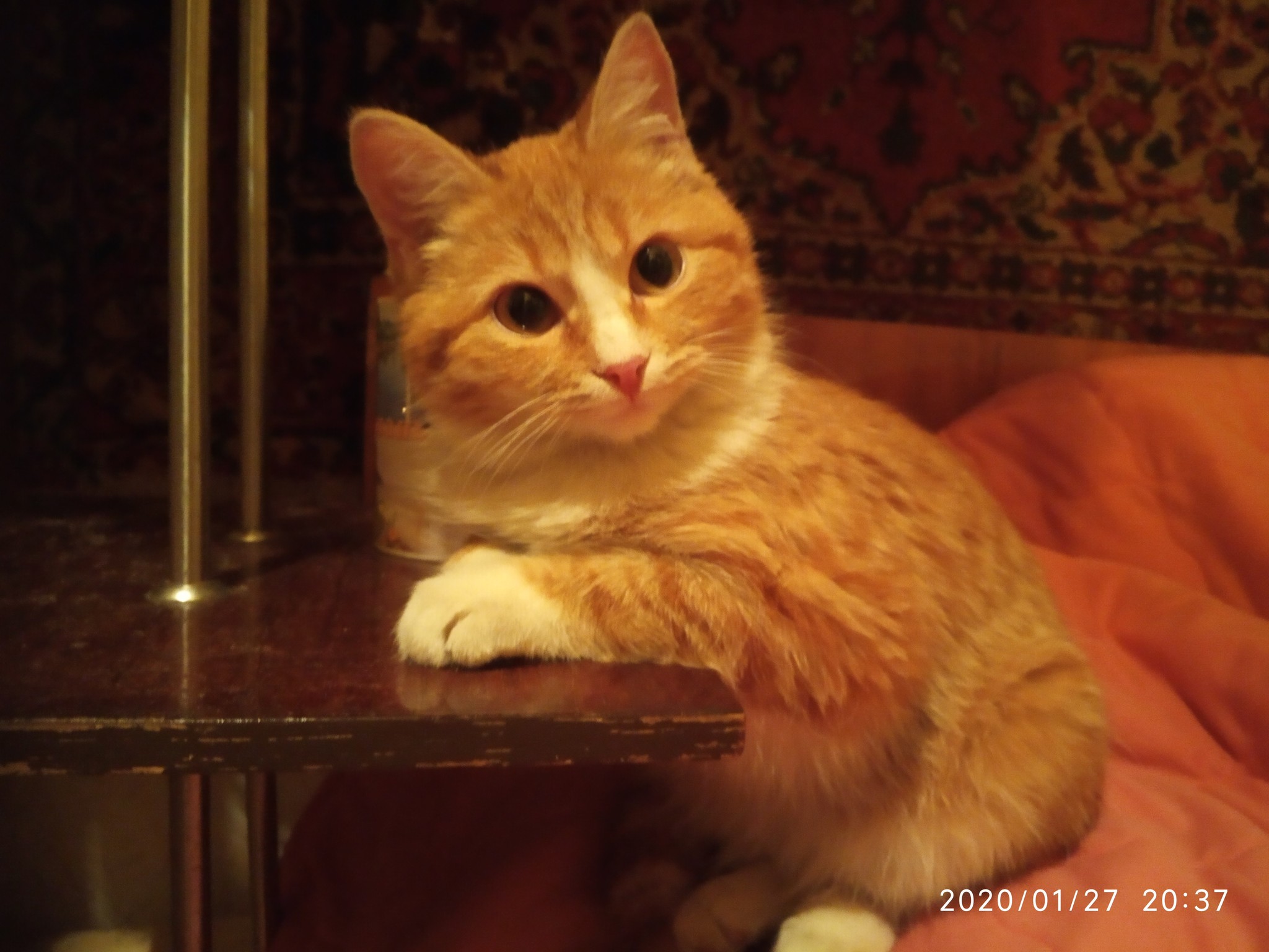 Alice is also an actress - Milota, Fluffy, Catomafia, Redheads, Cat poses, Longpost, cat