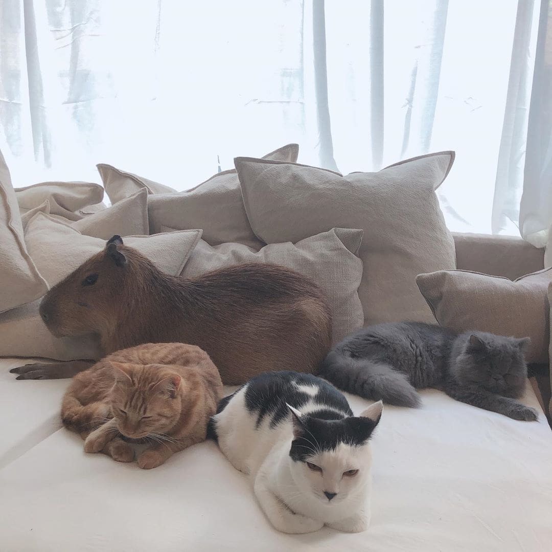 A cat cafe has opened in Tokyo, where cats live with a rodent. This is a capybara, and you can cuddle it too! - Capybara, cat, Cat cafe, Japan, Tokyo, Longpost