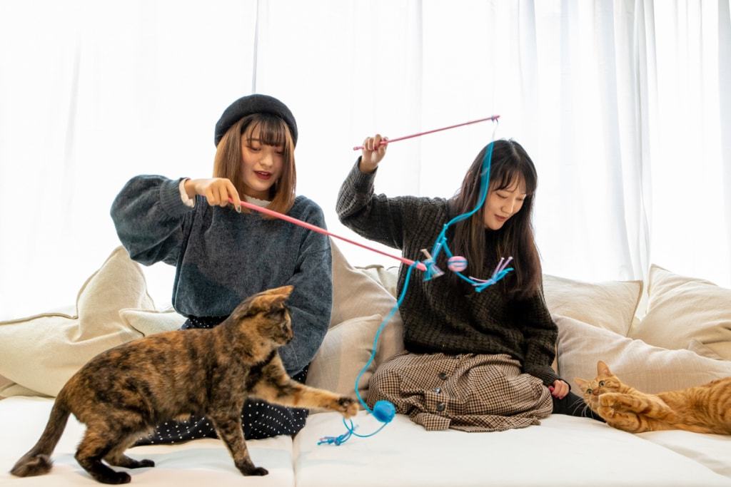 A cat cafe has opened in Tokyo, where cats live with a rodent. This is a capybara, and you can cuddle it too! - Capybara, cat, Cat cafe, Japan, Tokyo, Longpost