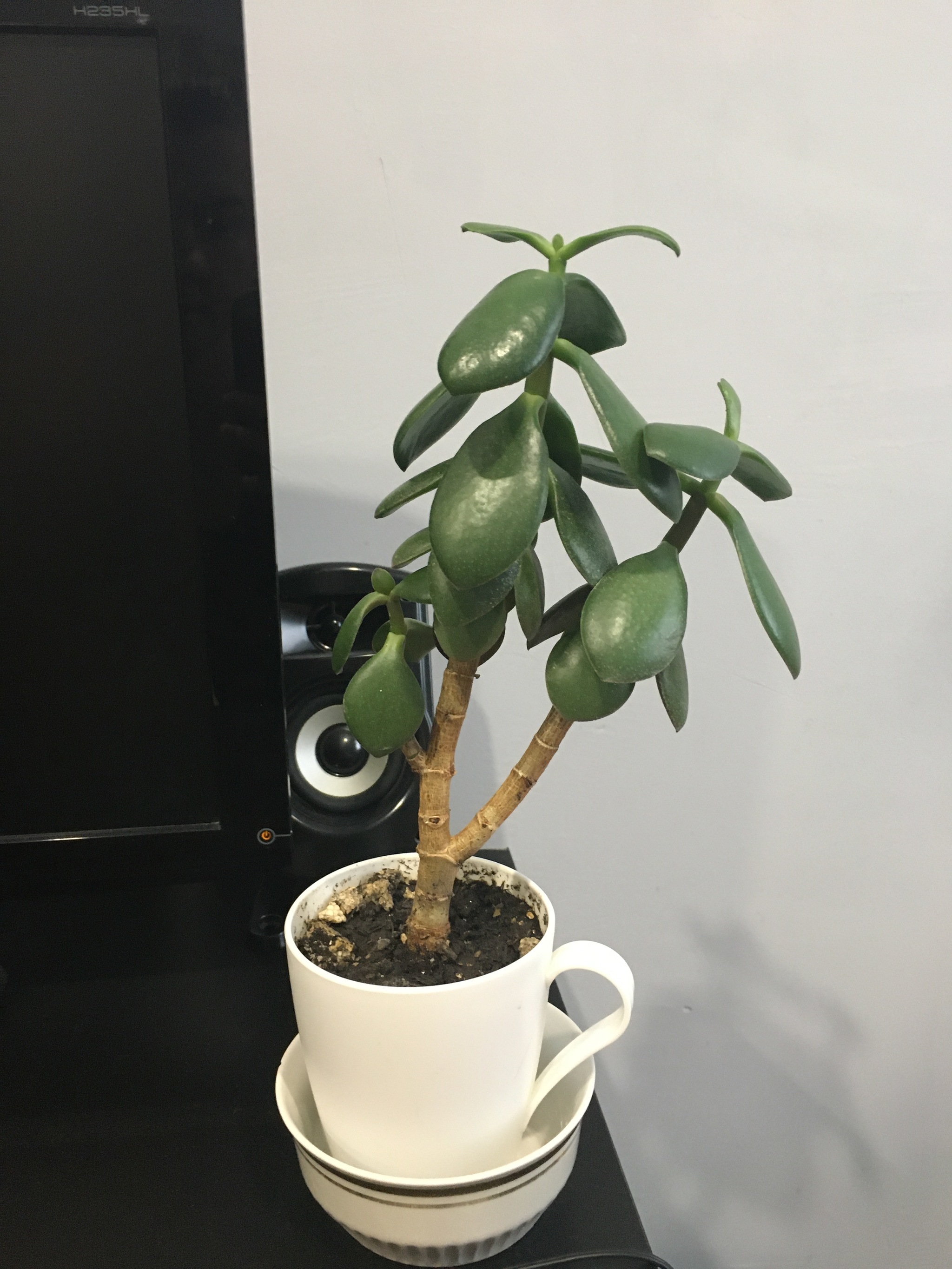 Looking for owners of a fat cat - My, Crassula, Money Tree