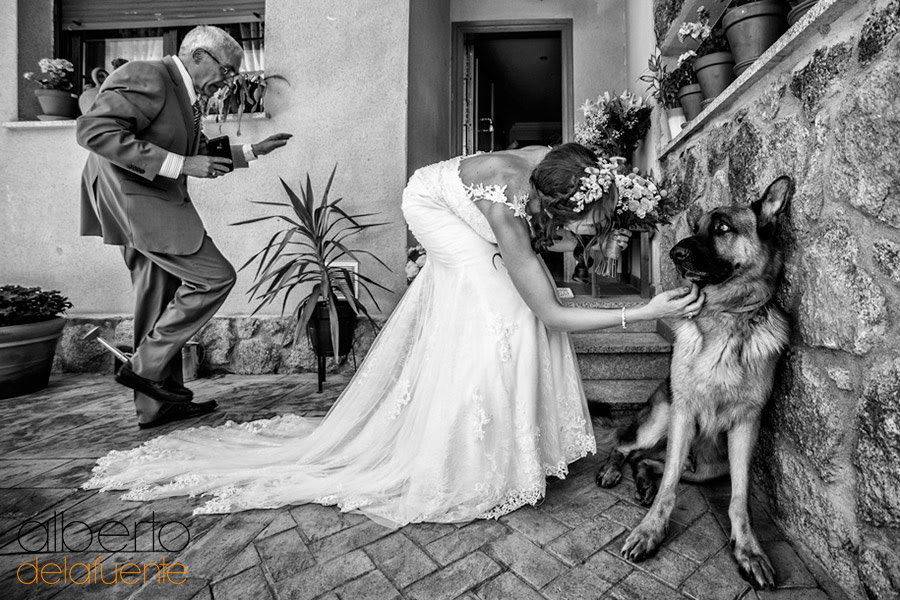 In my opinion, these photos from wedding photo shoots are the best. - Dog, Wedding, PHOTOSESSION, The photo, Groom, Bride, Photobomb, Milota, Longpost