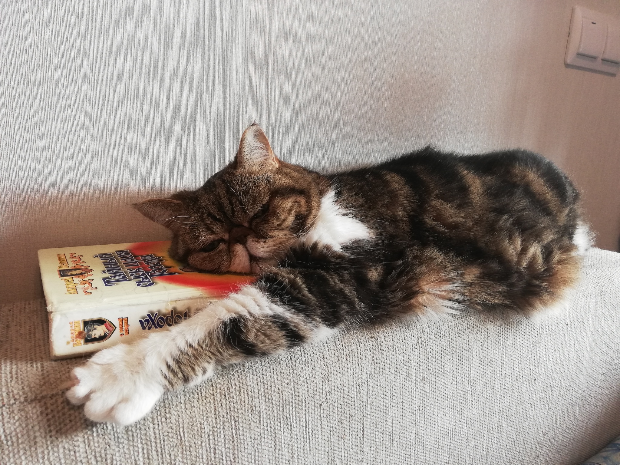 Кот шатается что делать. Кот шатается что делать