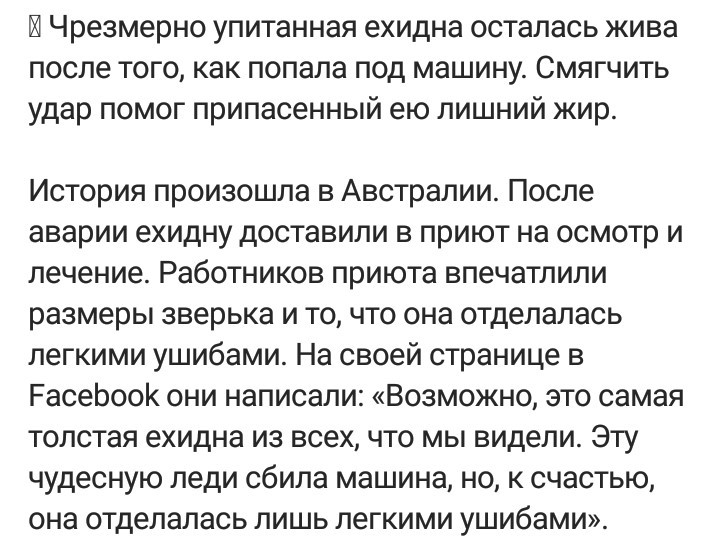 Лишний жир и вес спас какую то ехидну - Ехидна, Лишний вес, Жир, Авария, Австралия