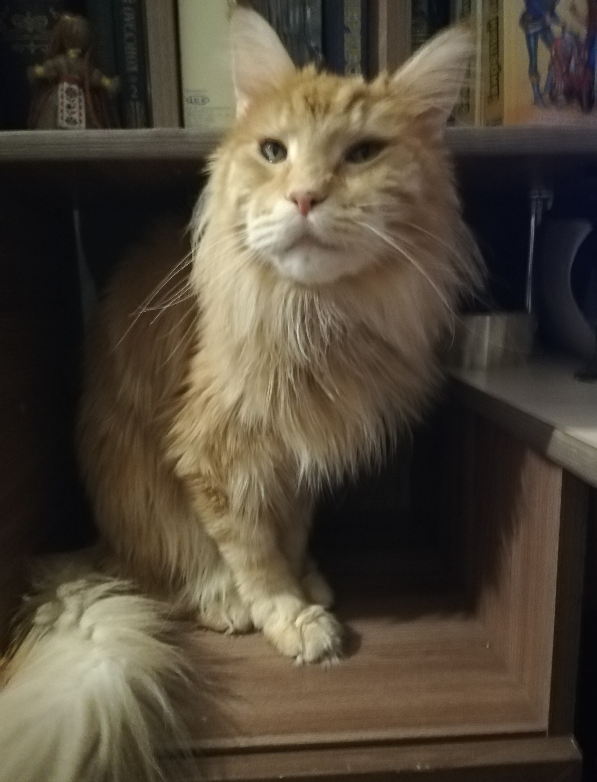 He's no longer there... - My, Maine Coon, Death, Longpost