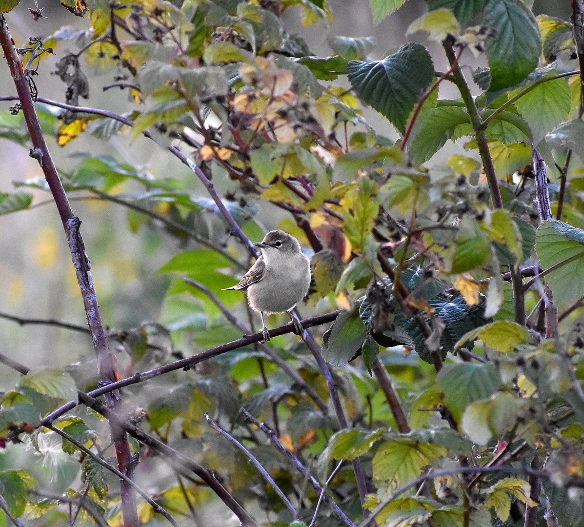 Who can you meet on the banks of the Klyazma in Shchelkovo? Part two - My, Ornithology, Birds, Animals, Schelkovo, Nature, River, Klyazma, Photo hunting, Longpost