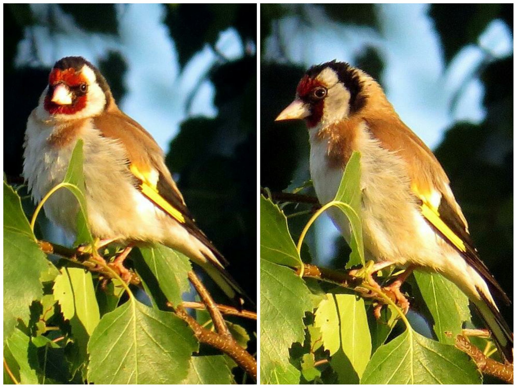 Who can you meet on the banks of the Klyazma in Shchelkovo? Part two - My, Ornithology, Birds, Animals, Schelkovo, Nature, River, Klyazma, Photo hunting, Longpost