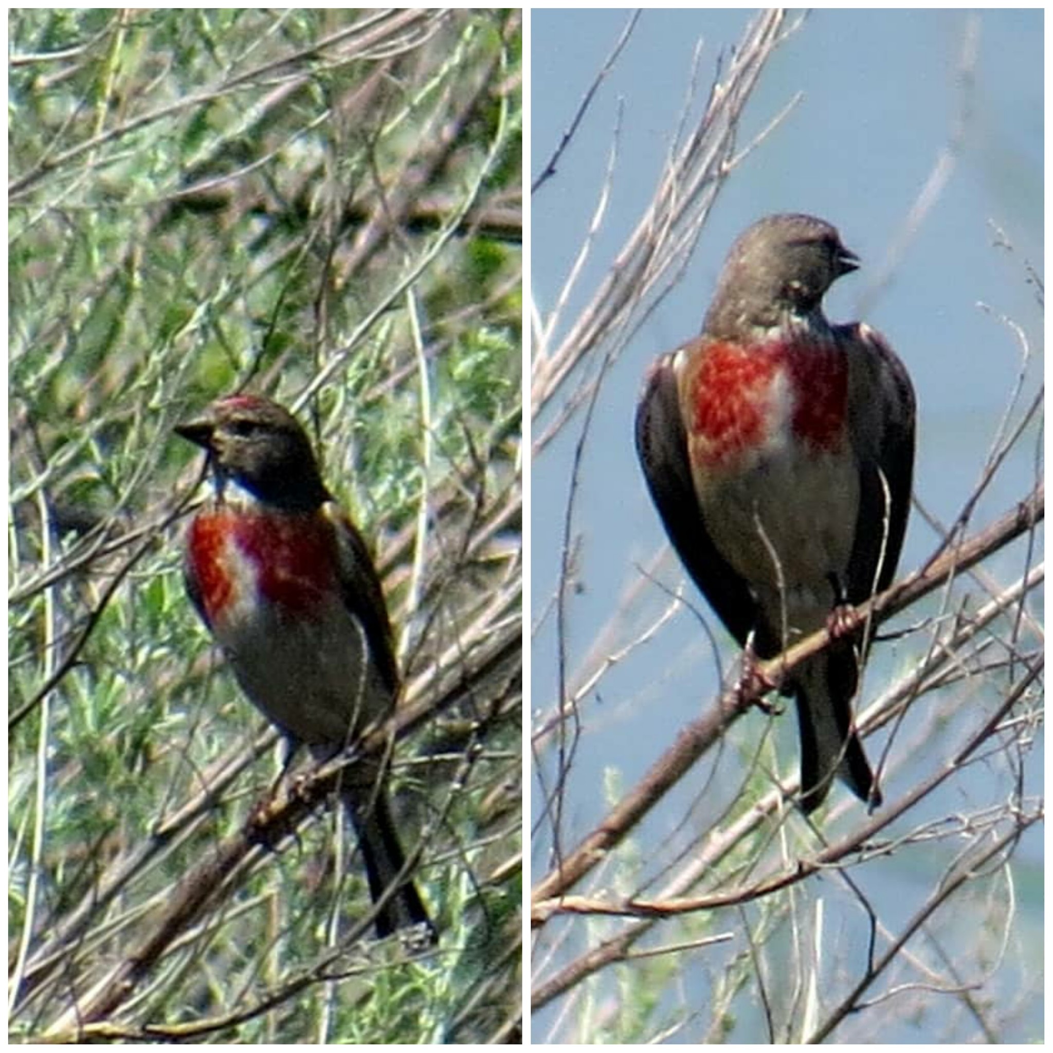 Who can you meet on the banks of the Klyazma in Shchelkovo? Part two - My, Ornithology, Birds, Animals, Schelkovo, Nature, River, Klyazma, Photo hunting, Longpost