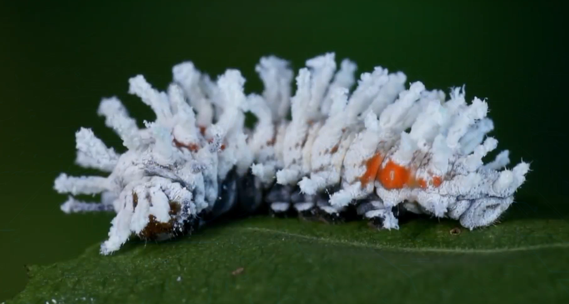 Full life cycle of the Peacock-eye Atlas - Butterfly, Insects, Life cycle, Metamorphosis, Caterpillar, Video, Longpost