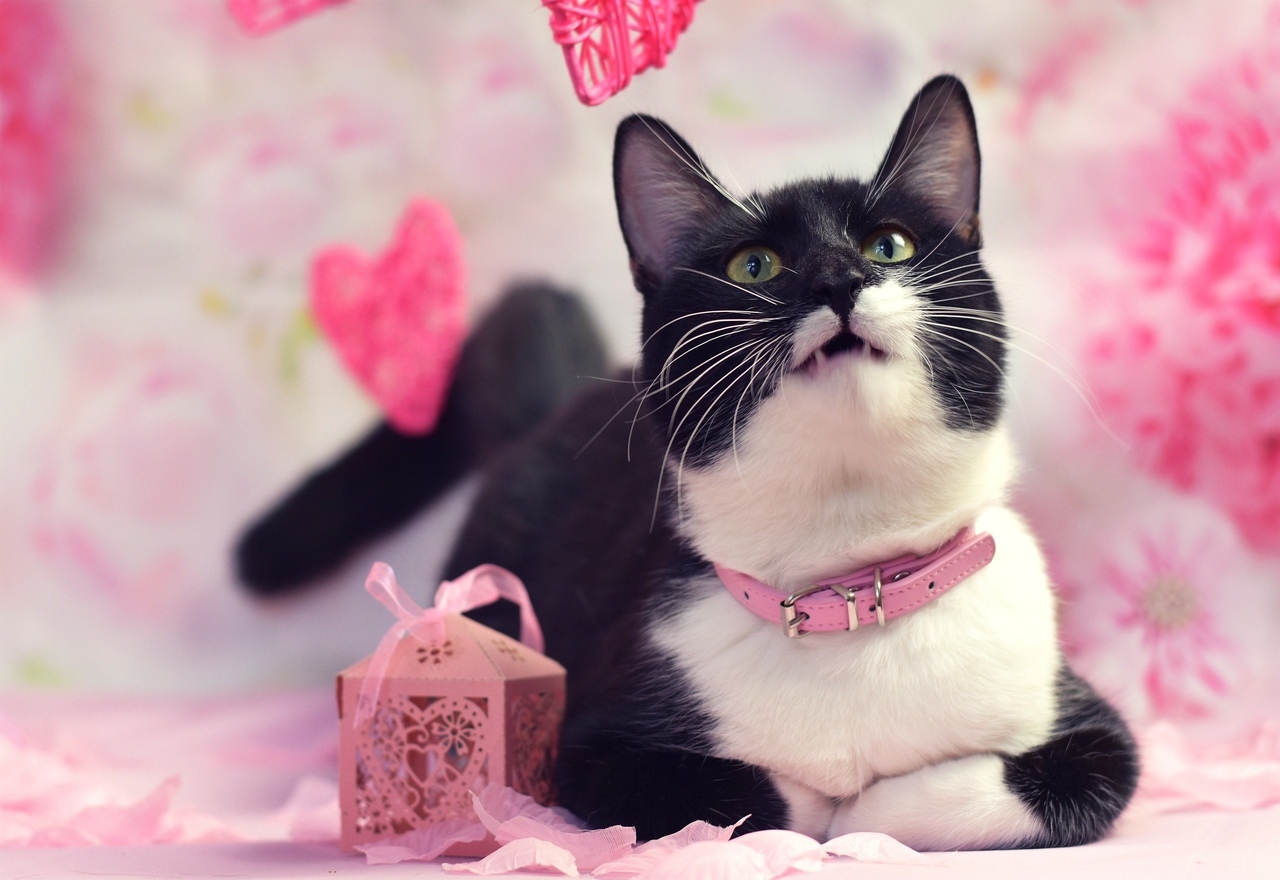 Ready for Valentine's Day! - My, cat, Catomafia, Milota, February 14 - Valentine's Day, The photo, PHOTOSESSION, The 14th of February, Longpost