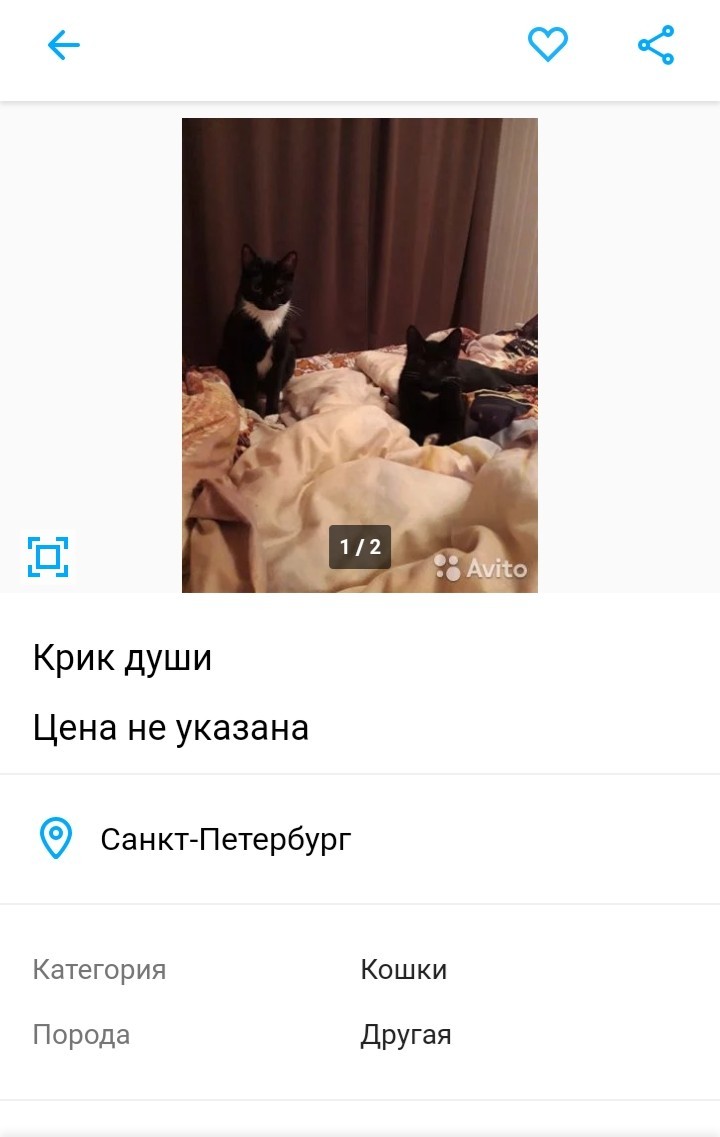 Крик души - Кот, Крик души, Объявление, Длиннопост